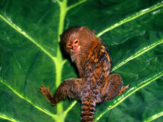 Monkey sitting leaf smiling camera - female free wallpaper