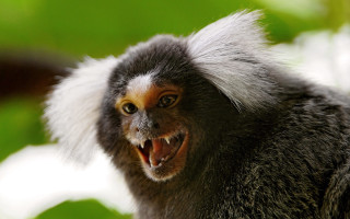 Monkey mouth open teeth wide - mouth free wallpaper
