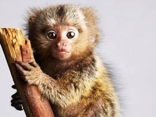 Small monkey sticking up puzzle - back leg free wallpaper