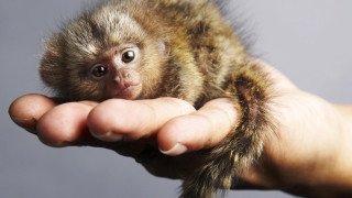 Small monkey person hand fur - a small monkey free wallpaper