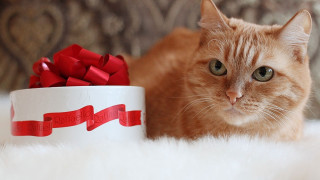 Cat laying bowl red ribbon - rule free wallpaper