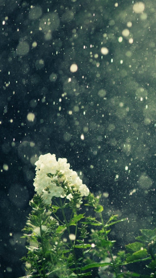 White flower snow dark background - the ground and trees free wallpaper for mobile
