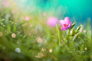 Pink flower grass water droplets - surface free wallpaper for desktop