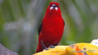 Red bird banana tree branch - a red bird free wallpaper
