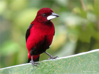 Red bird white beak green - bourgeoi free wallpaper
