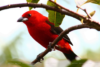 Red bird perched branch tree - charles bird king free wallpaper