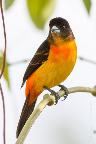 Small bird perched branch leaves 4 - free bird wallpaper for mobile