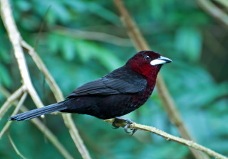 Bird sitting branch tree leaves 3 - the background and a blurry background of leaves free wallpaper