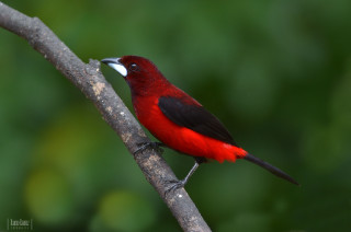 Red black bird perched branch - male free wallpaper