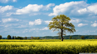 Lone tree yellow flower blue 2 - field free wallpaper