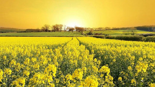Yellow flowers sunset yellow sky - yellow flower free wallpaper