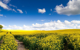 Yellow field path tree blue - a dirt path free wallpaper