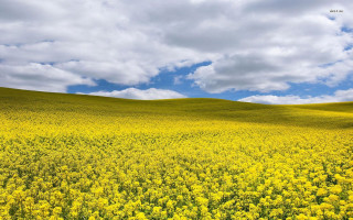 Yellow flowers cloudy sky blue 2 - under a cloudy sky free wallpaper