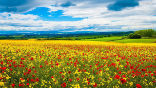 Field of flowers blue sky 6 - arthur quartley free wallpaper