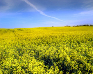 Yellow flowers blue sky clouds 6 - wispy free wallpaper