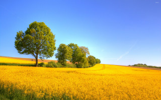 Yellow flowers trees blue sky 12 - yellow flower and trees free wallpaper