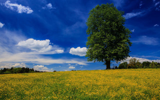 Lone tree yellow flowers blue 3 - under a blue sky free wallpaper