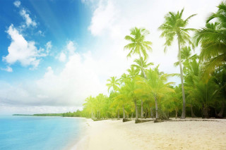 Beach palm trees blue sky 26 - blue water free wallpaper