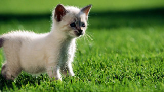 Small white kitten walking lush 2 - a curious look free wallpaper
