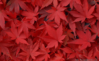 Red leaves fall branch autumn - a bunch free wallpaper