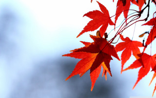 Red leaf tree branch sky - a sky background in the background free wallpaper