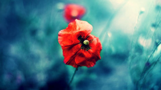 Red flower grass field background - impressionist painting free wallpaper