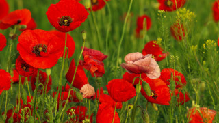 Red flowers green grass bee - green grass free wallpaper