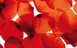Red flowers bright white background - gutai group free wallpaper