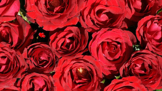 Red roses bouquet flowers beautiful - red rose free wallpaper