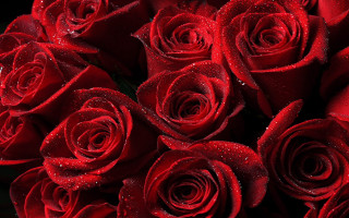 Red roses water droplets black - red rose free wallpaper