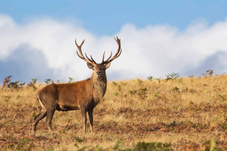 Deer standing field sky clouds - a deer free wallpaper