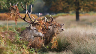 Two deer antlers field grass - edwin landseer free wallpaper