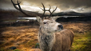 Deer antlers field mountains cloudy - alexander johnston free wallpaper for desktop