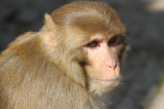 Monkey long nose blurry background - a monkey with free wallpaper