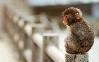 Monkey sitting fence looking distance - a blurry background of a building free wallpaper