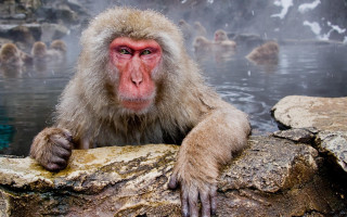 Monkey sitting rock hot spring - a monkey free wallpaper