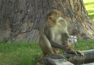 Monkey sitting ledge jar water - a monkey free wallpaper