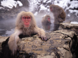 Monkeys hot spring snow mountain - the ground behind them free wallpaper
