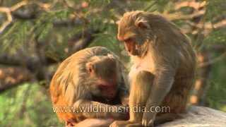 Two monkeys sitting on rock - the others face free wallpaper