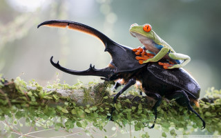 Frog riding black beetle tree - a branch of a tree branch free wallpaper
