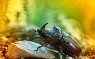 Beetle wood grass dirt nature - clovis trouille free wallpaper for desktop