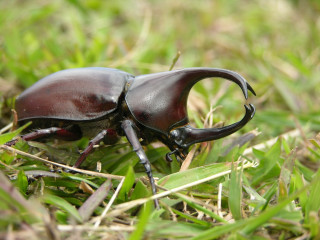 Beetle closeup grass ground bug - a bug free wallpaper