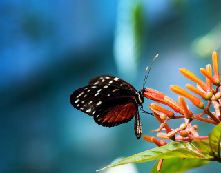 Butterfly flower blurry background blue - arie smit free wallpaper
