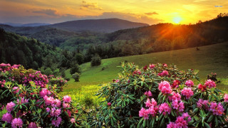Sunset hillside flower field mountain - pink flower free wallpaper