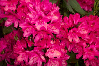 Pink flowers green leaves water - all free wallpaper