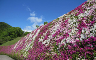 Flowered wall pathway hill trees - a pathway free wallpaper