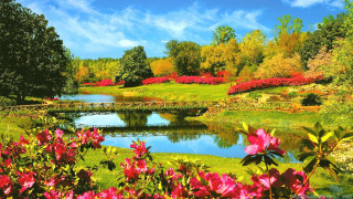 Pond bridge park flowers trees - flower and trees free wallpaper