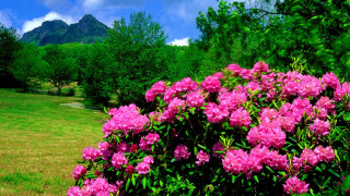 Pink flower bush mountains field - a bush free wallpaper