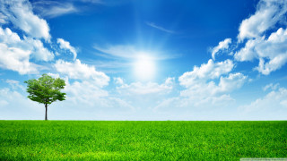 Lone tree green field blue 20 - cloud and sun free wallpaper for desktop