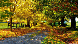 Dirt road fall trees leaves 2 - the fall season free wallpaper
